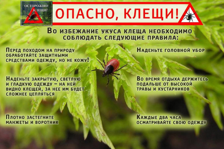 Осторожно – клещи!. Осторожно – клещи!.